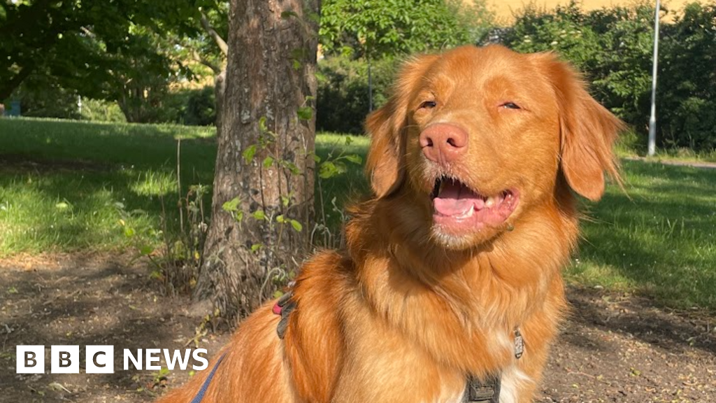 The Heartwarming Impact of Rhubarb the Assistance Dog on Student Life
