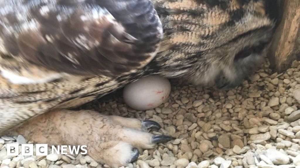 Male Eagle Owl Lays Egg At Gloucester Bird Sanctuary Bbc News