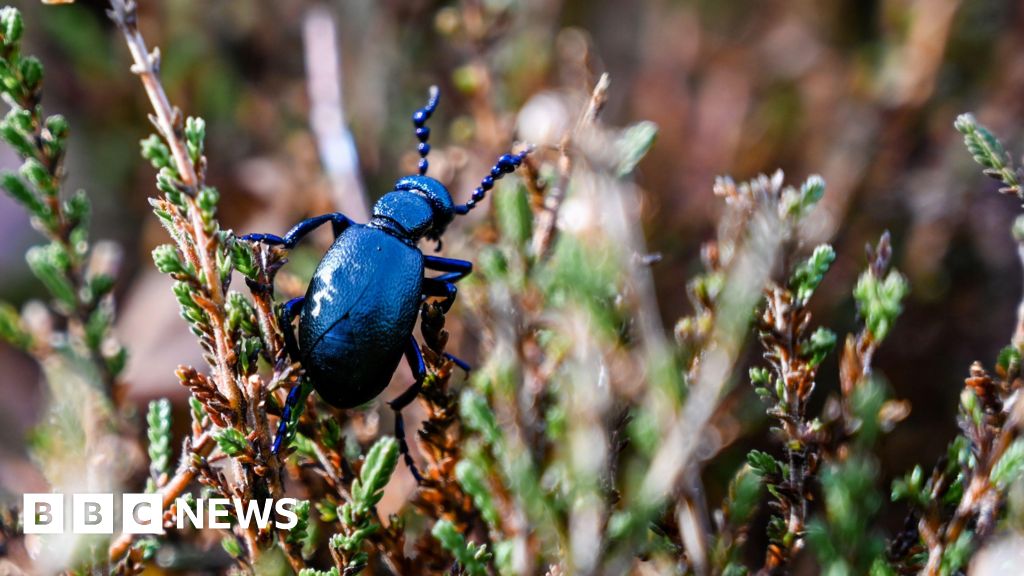 Black oil beetle sightings soar at Kinver Edge conservation site(01)
