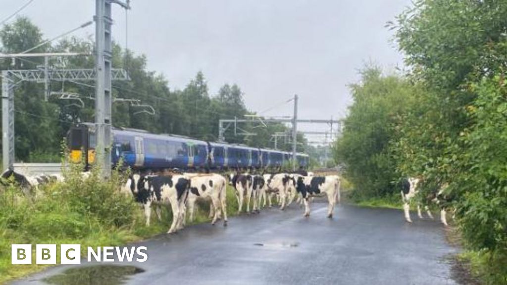 Train delays as herd of cows wanders on to railway line