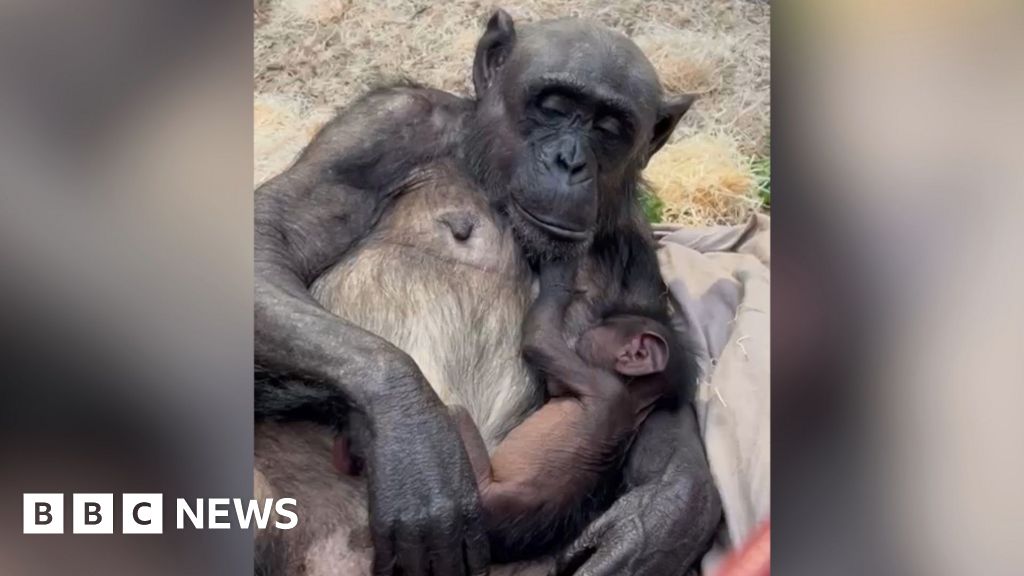Colchester Zoo welcomes first newborn chimpanzee in 17 years