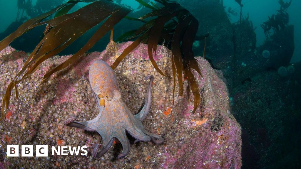 Octopus bloom may stay, says Marine Biological Institute