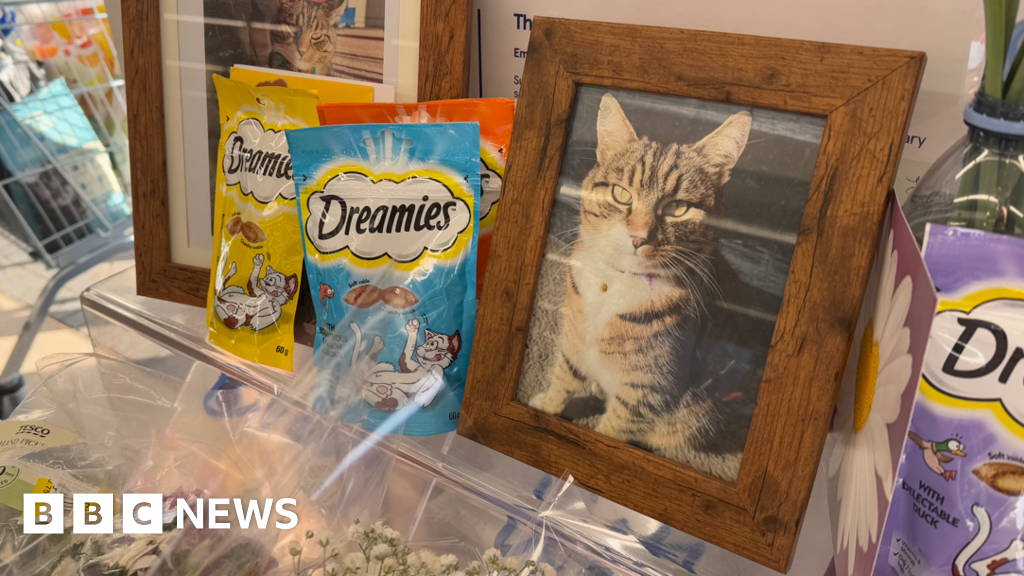 Oscar the Tesco Cat Dies at Age 10