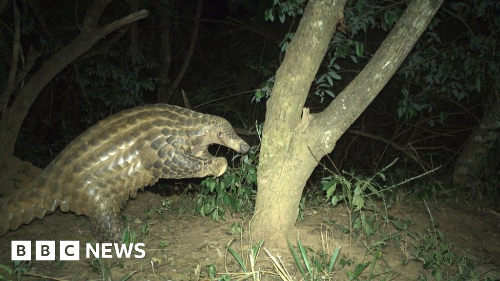 Pangolins: Rare insight into world's most trafficked mammal - BBC News
