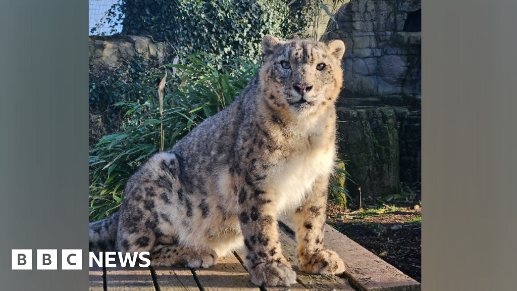 Oldest snow leopard in British zoo dies