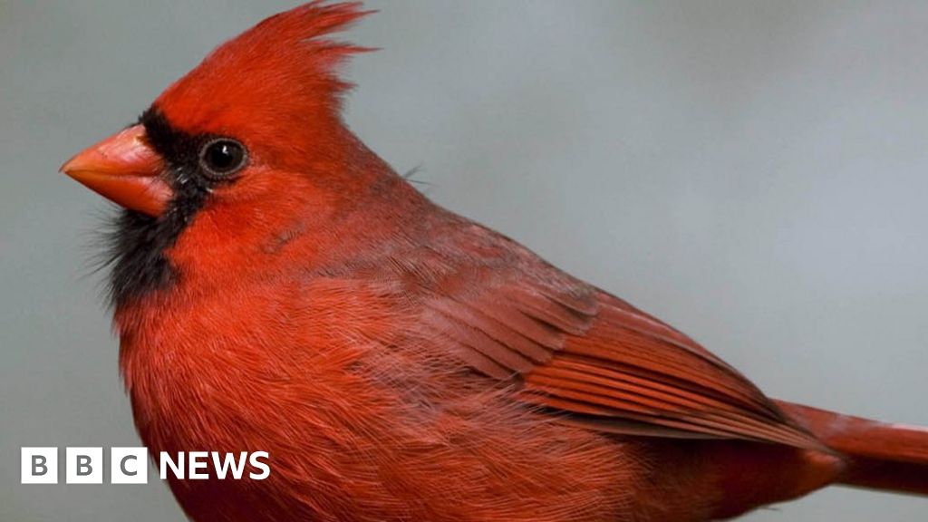 Two studies find one gene for red beaks and feathers - BBC News