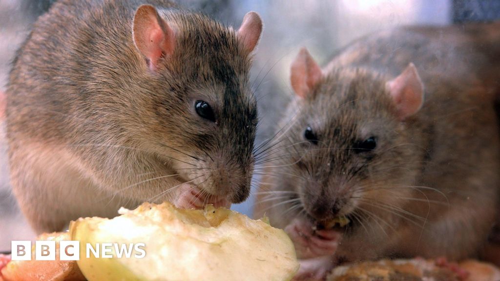 Health fears on street where 'rats are everywhere'