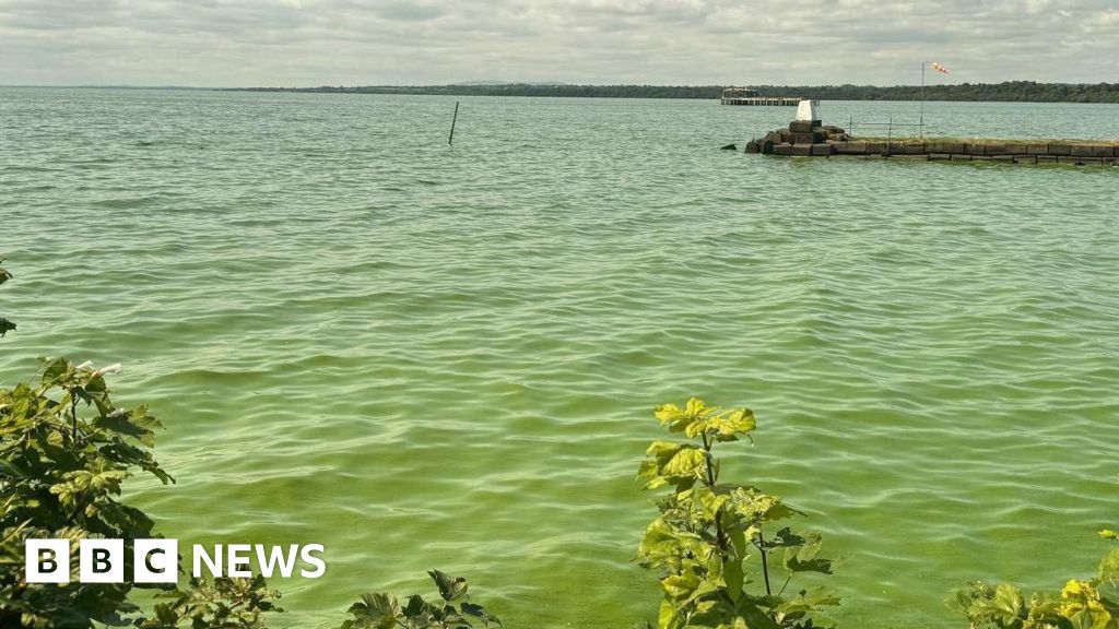 Blue-Green Algae Blooms Detected in Multiple Areas