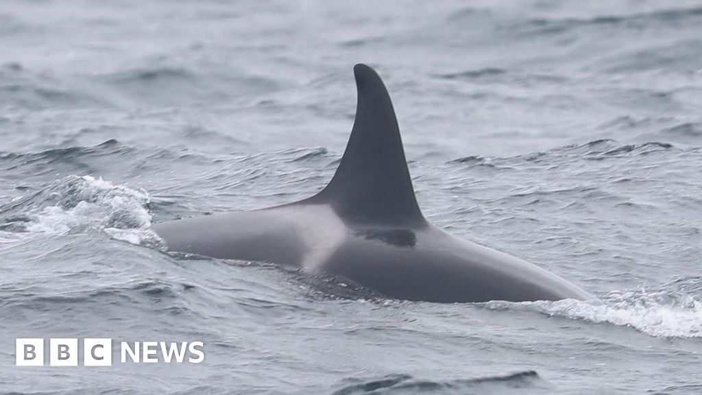 シリー諸島沖でシャチの子牛の目撃報告に歓喜