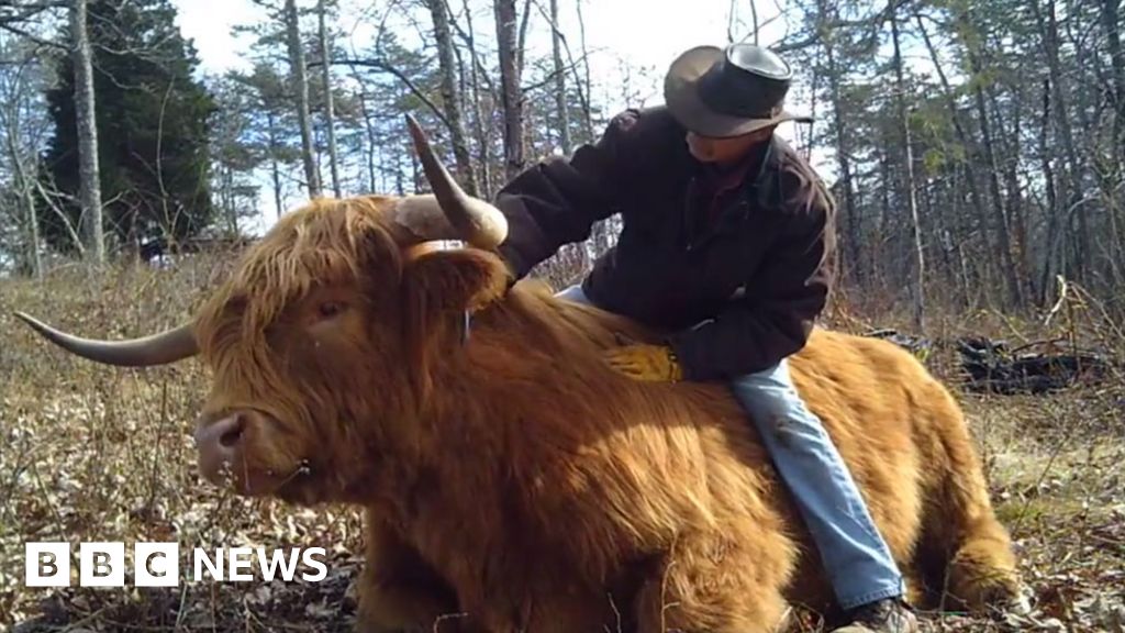 Highland cattle: Ancient breed makes big comeback