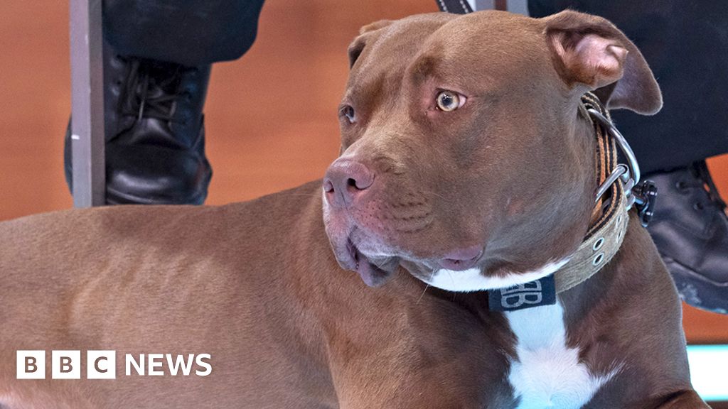 Why is the UK banning American XL Bully dogs?