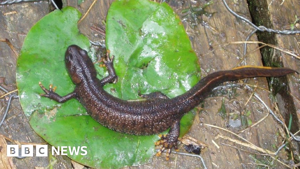 Rare newts discovered living by Gloucester and Sharpness Canal - BBC News