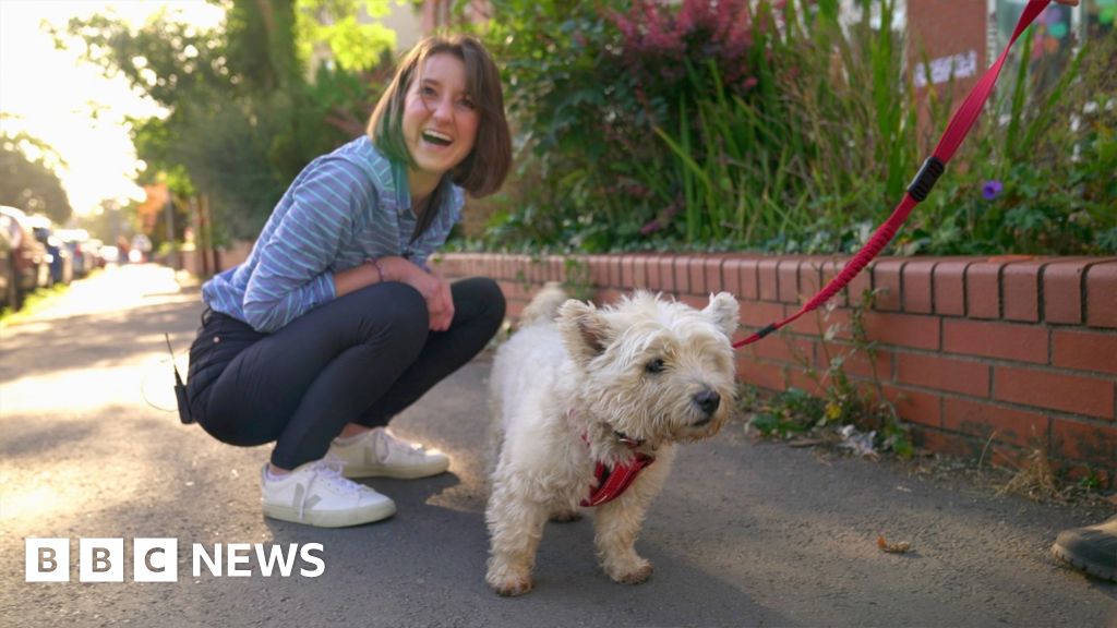 Dogs at polling stations trend is back