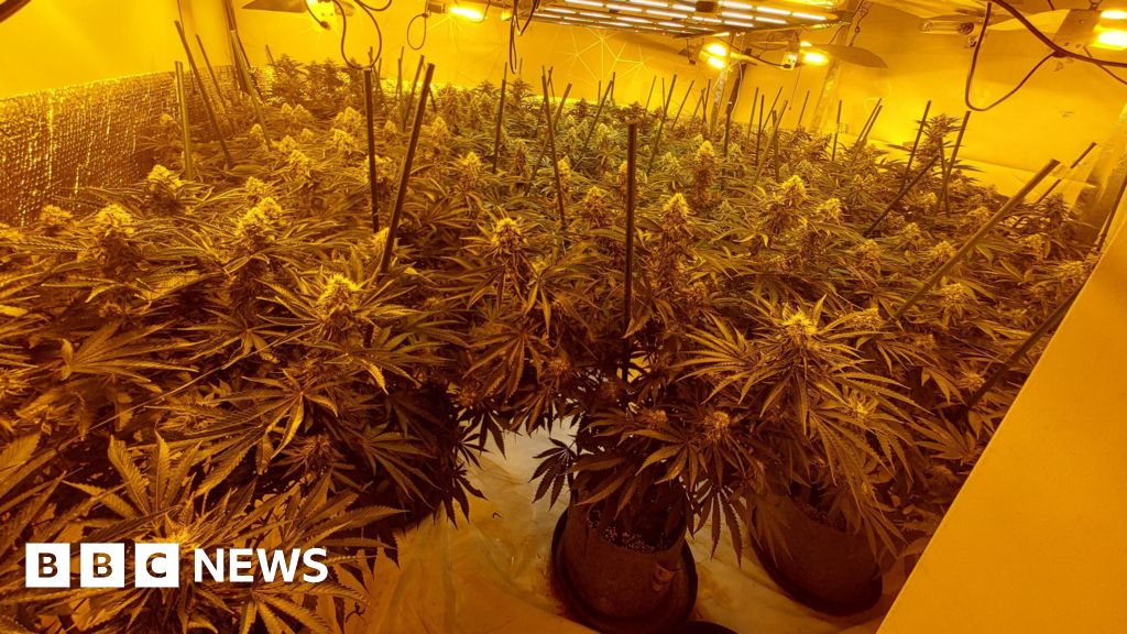 More than 100 cannabis plants found in Essex home