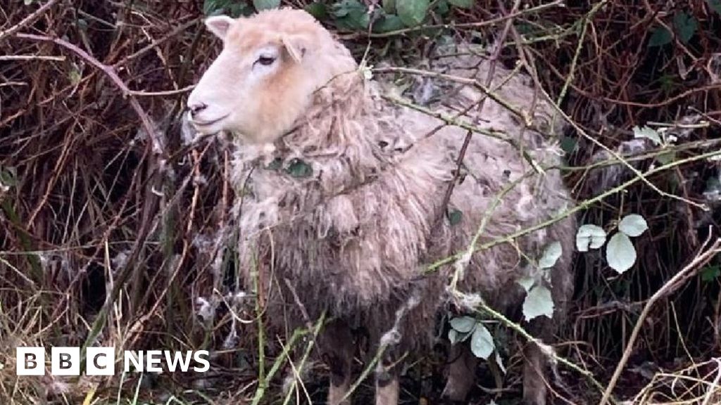 Brambles clearance animal rescue