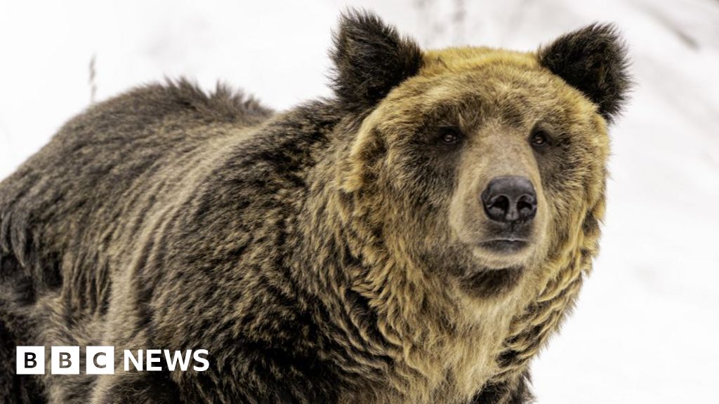 攻撃が増加する中、日本はクマ狩猟法の緩和を望んでいる