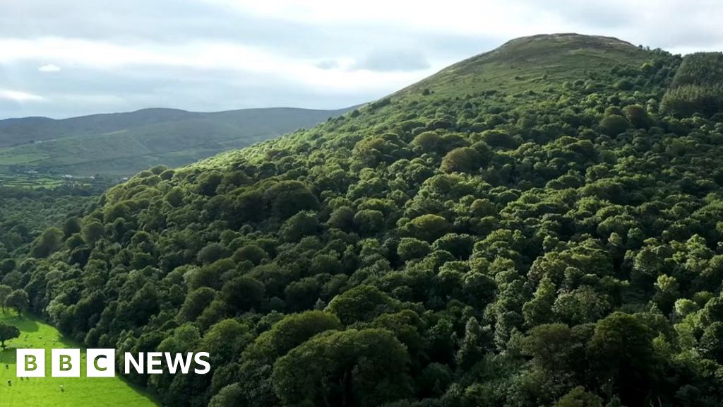 Mourne Park: The Woodland Trust buys ancient woodland - BBC News