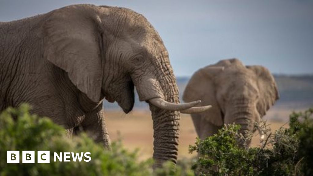 ivory-seized-decades-ago-still-turning-up-in-raids