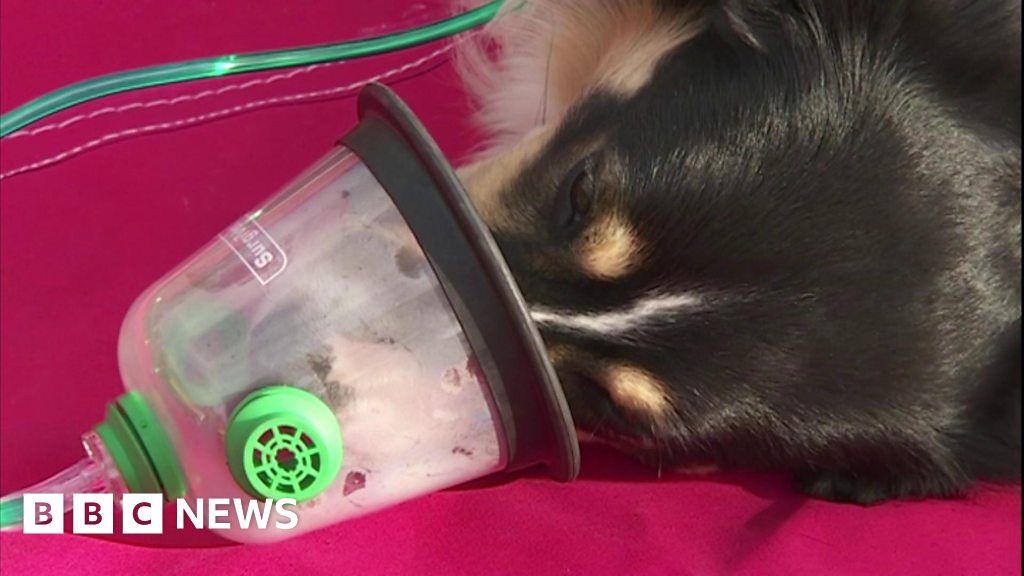 Fire service introduces pet oxygen masks on all engines BBC News