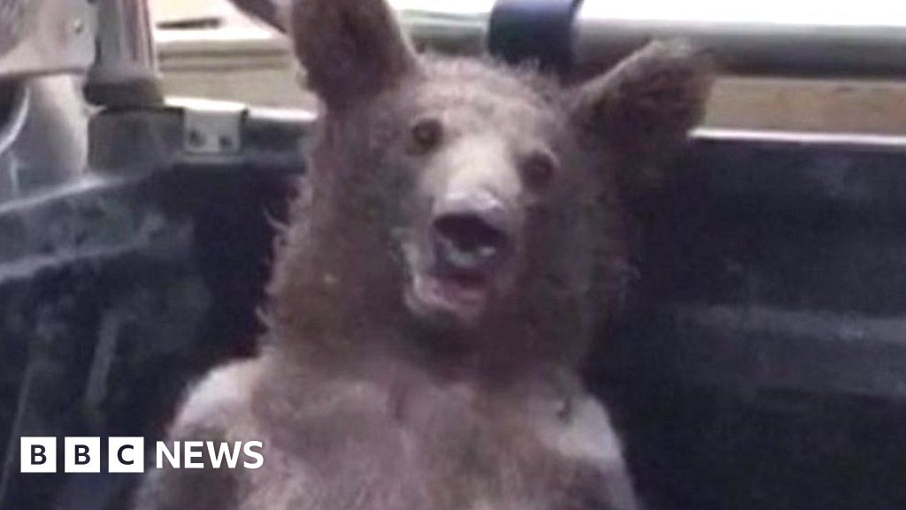 Bear cub high on hallucinogenic mad honey rescued by park rangers