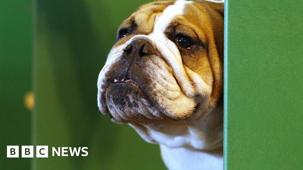 Is the English bulldog a dying breed? BBC News