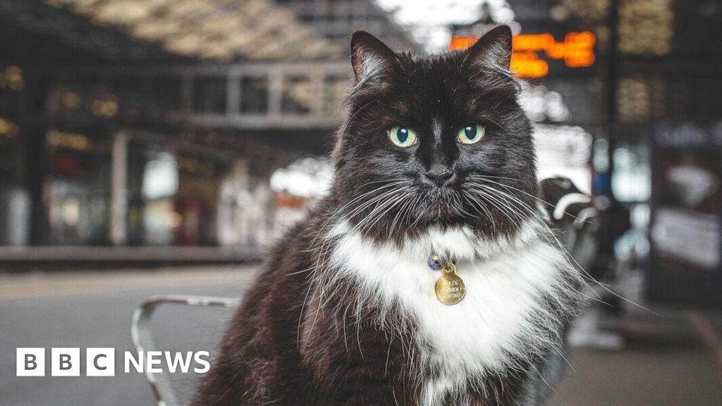 Felix the Huddersfield station cat dies aged 12 BBC News
