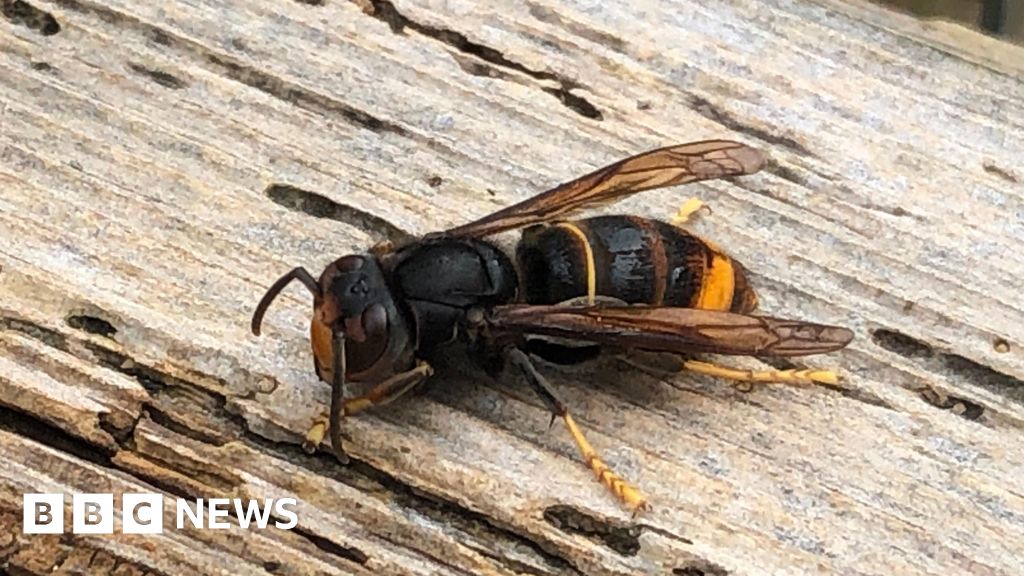 Fundraiser success builds on plans to track Asian hornets in Sark