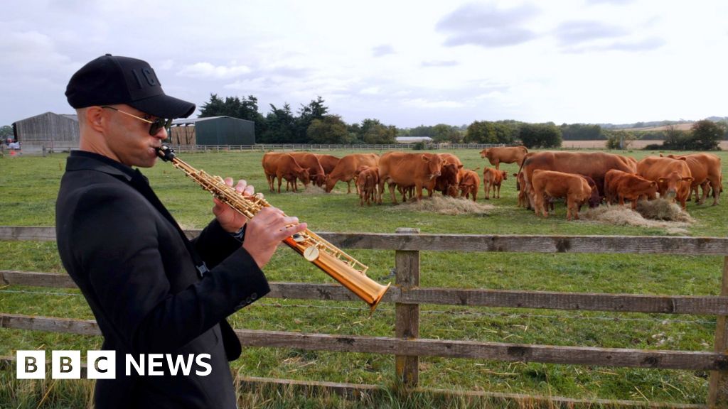 Saxophonist's moo-d music for cows