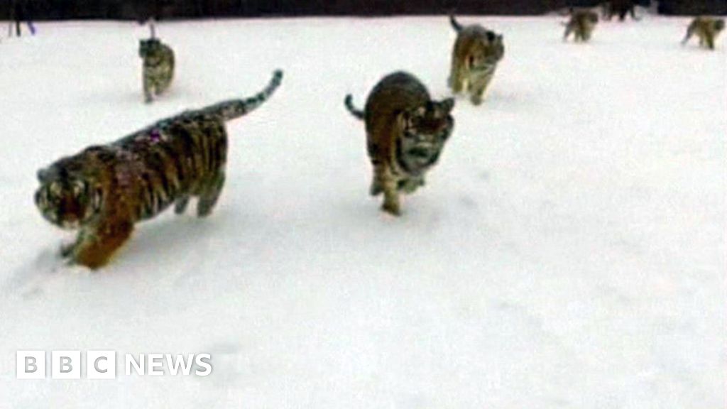 Siberian tiger knocks drone from the sky in China - BBC News