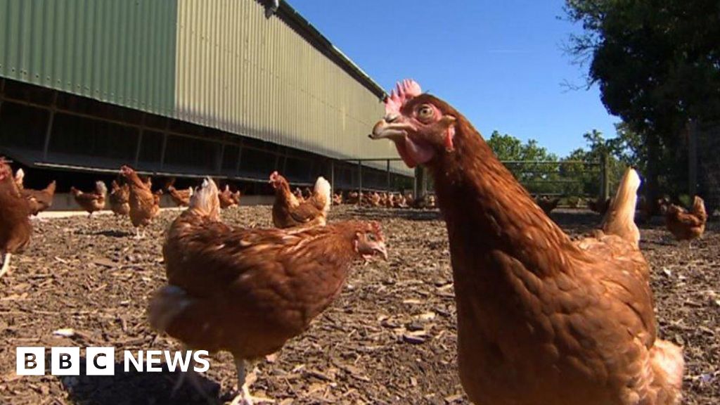 Powys chicken farm to replace free-range egg business ...