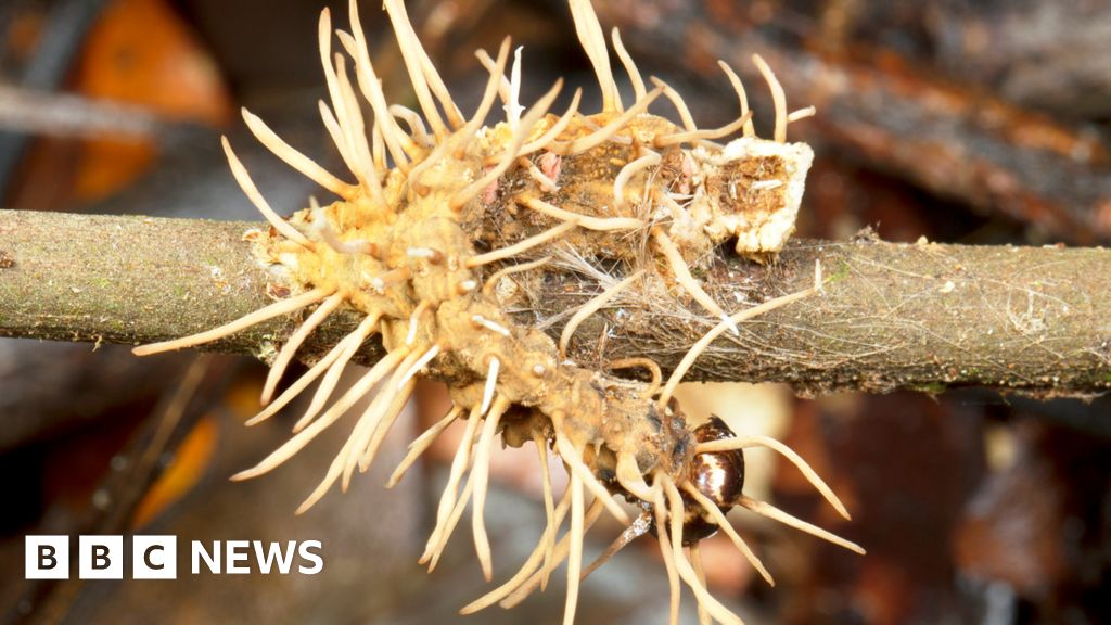 Could a fungal pandemic turn us all into zombies? - BBC