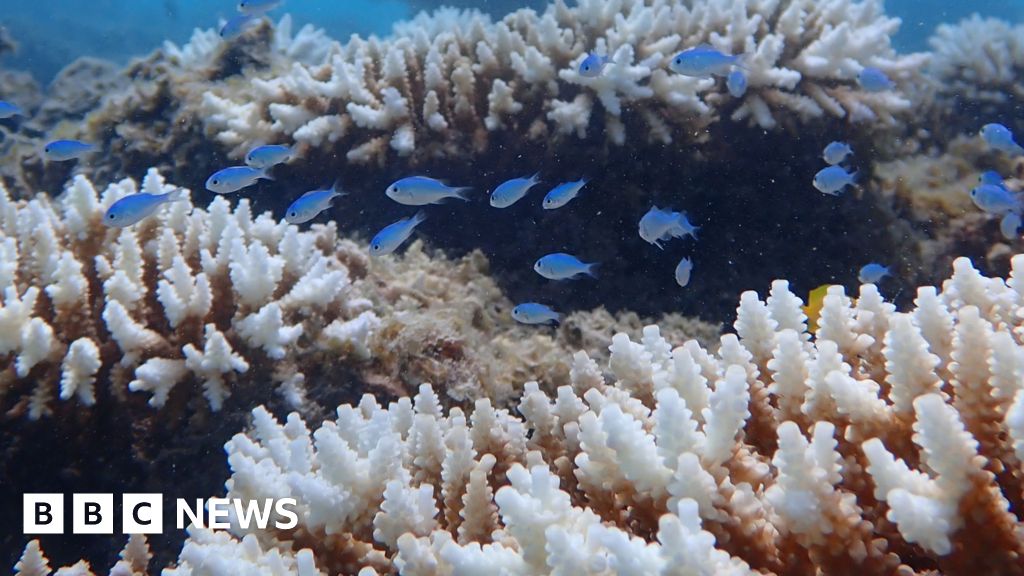 Worst bleaching on record for Western Australian coral reefs