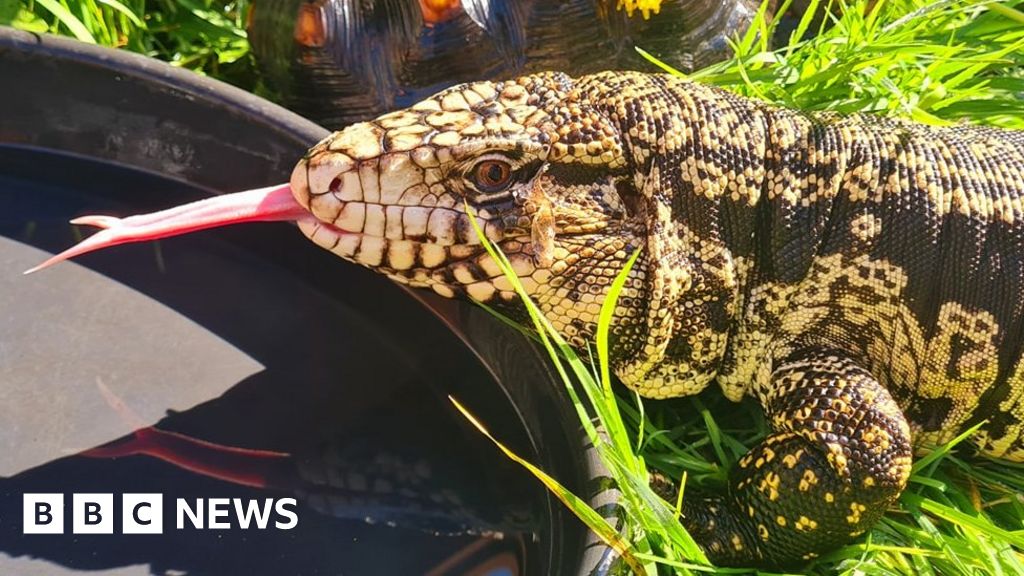 Tegu lizard that 'runs like a T. rex' on the loose in Cumbria