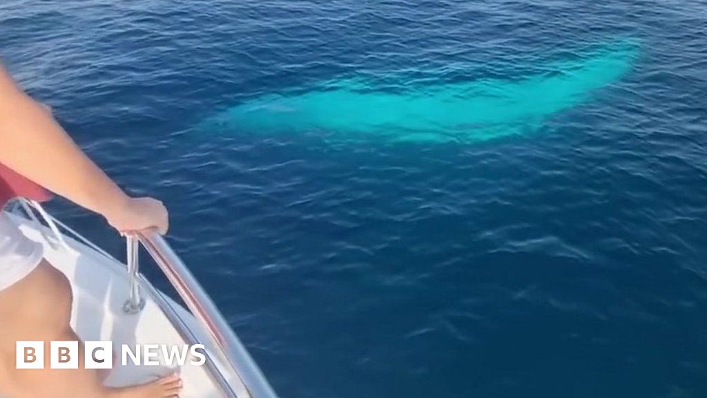 Extremely rare white whale sighted off Thailand