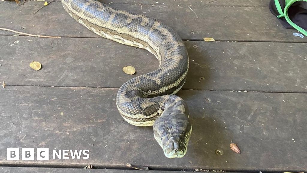 Snakes crash through roof of house - BBC