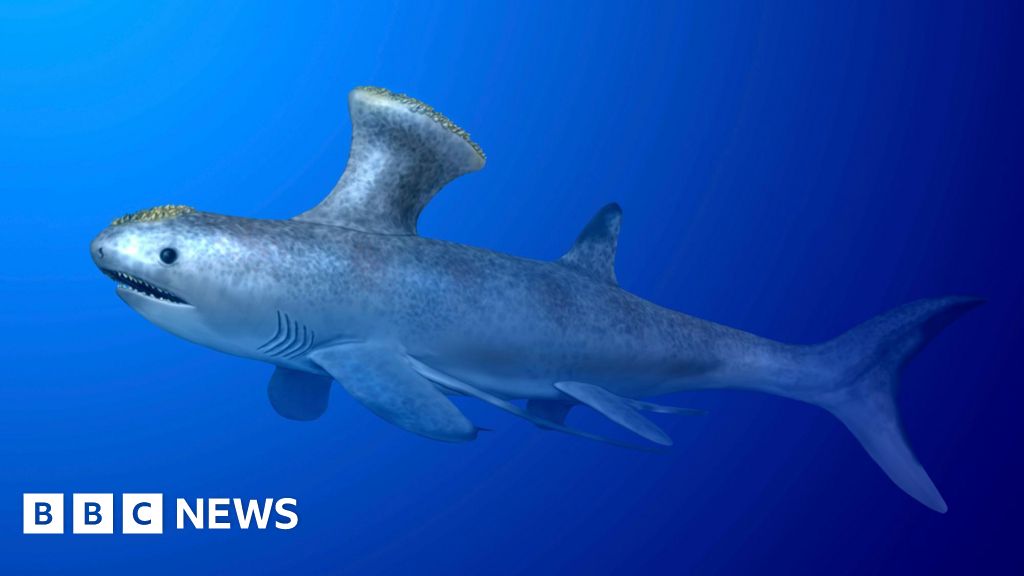 The prehistoric shark found in a suburban town in Scotland
