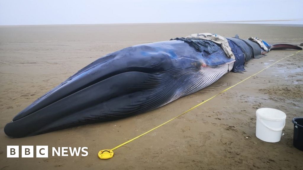 Post-mortem tests carried out on Dee Estuary beached fin whale - BBC News