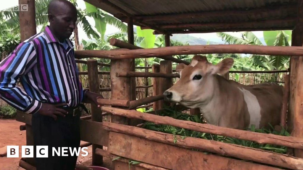 Jersey cow help for Rwanda farmers - BBC News