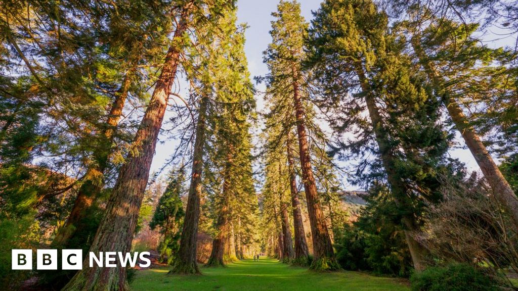 Riesenmammutbäume: Die größten Bäume der Welt „gedeihen in Großbritannien“