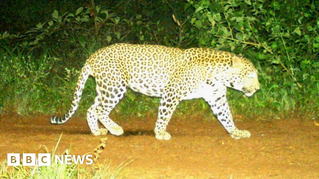 karnataka-leopard-on-the-loose-puts-india-state-in-a-spot