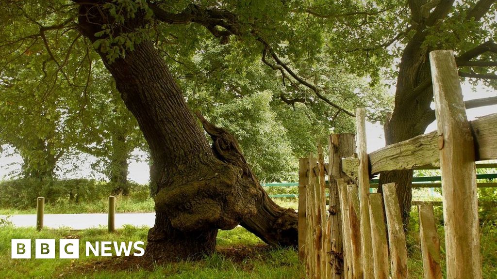 England's Tree of the Year finalists unveiled BBC News