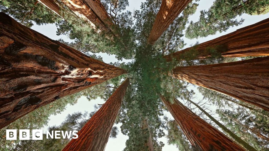 California's fires threaten to ravage mighty sequoia forests