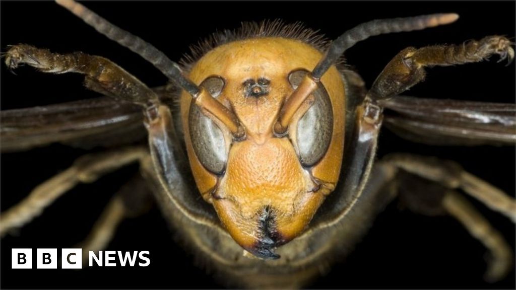 EFSA report considers risks of eating insects - BBC News