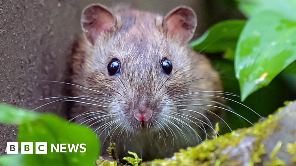 Ipswich bin collections Fears rat population could rise
