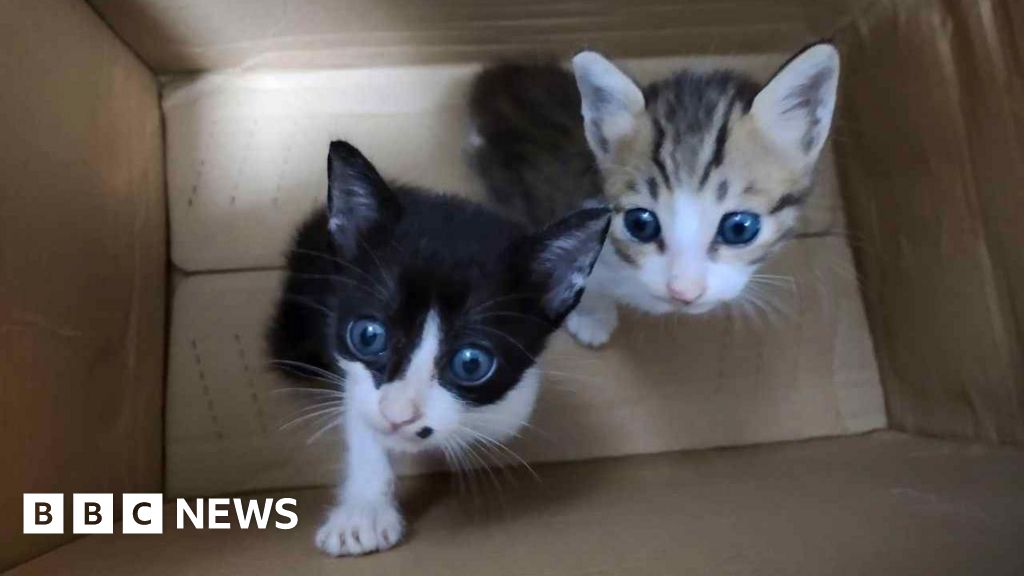 Cats electrocuted, drowned and starved cats in online torture groups, BBC finds thumbnail