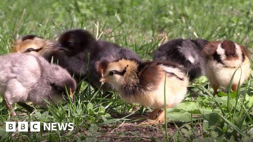 Chickens run wild on Diss housing estate BBC News