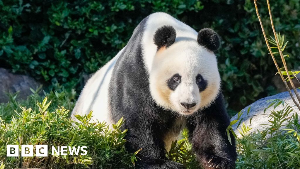 Пекин предлага панди при размразяване на връзките с Австралия