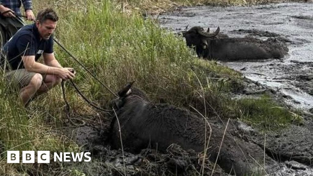 Fife farmer devastated after pregnant water buffalo drown in mud