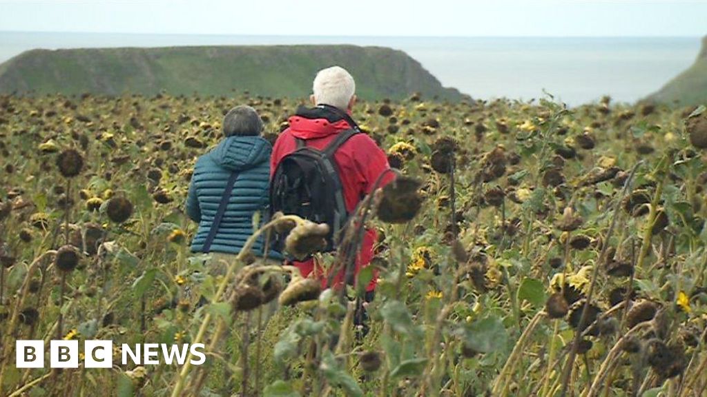 'Giant bird table' at Rhossili, Gower helps save species