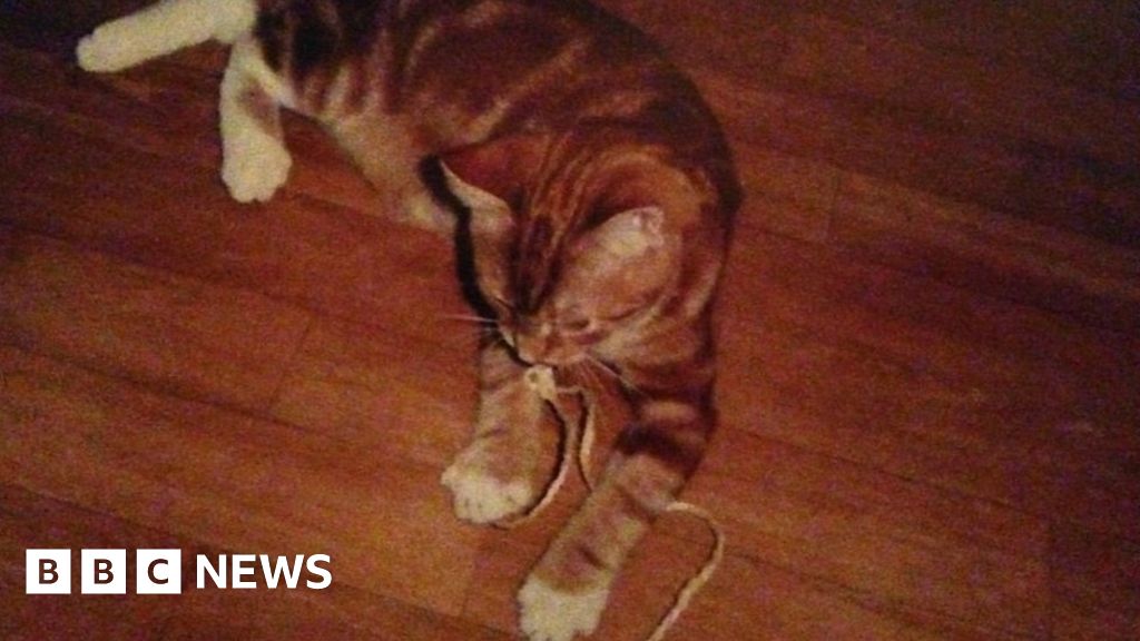 Missing Harrogate cat found dead with severed ear and tail BBC News